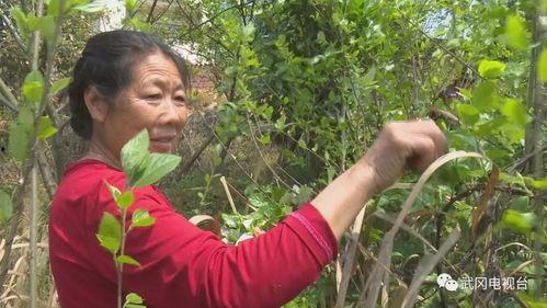 三叶最新爆料,神秘事件背后的惊人真相  第2张