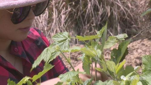 三叶最新爆料,神秘事件背后的惊人真相  第3张