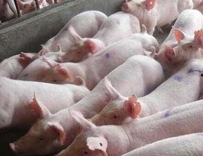 猪灌泥浆爆料视频大全集,揭秘背后惊人真相 第2张 猪灌泥浆爆料视频大全集,揭秘背后惊人真相 第2张